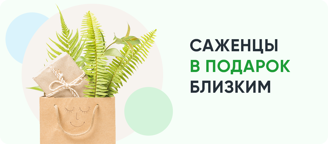 Саженцы в подарок